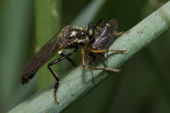 Dioctria rufipes