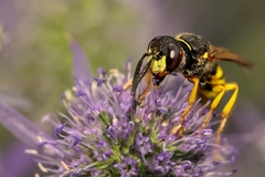 Philanthus triangulum