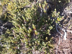 Empetrum rubrum