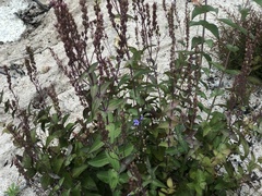 Veronica perfoliata