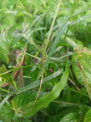 Paspalum conjugatum