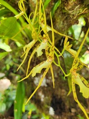 Brassia