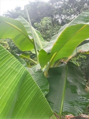 Musa