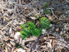 Rubus geoides