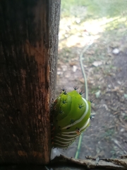 Rothschildia jacobaeae