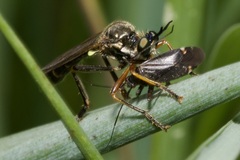 Closterotomus fulvomaculatus