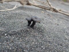 Agaricomycotina
