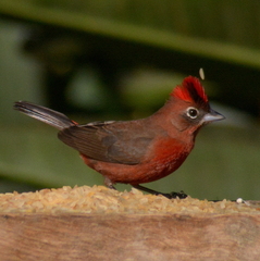 Coryphospingus cucullatus