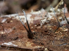 Xylaria ianthinovelutina