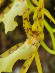 Brassia