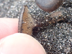 Agaricomycotina