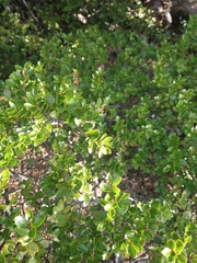 Nothofagus betuloides