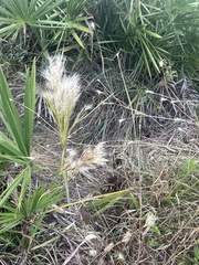 Andropogon