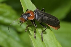 Cantharis fusca