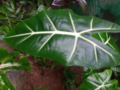 Alocasia