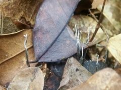 Xylaria ianthinovelutina