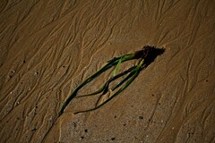 Posidonia australis