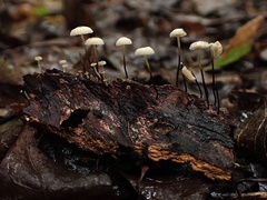 Marasmius rotula