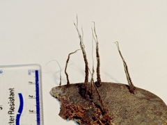 Xylaria ianthinovelutina