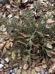 Salsola tragus