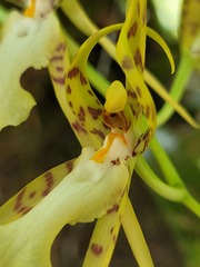 Brassia