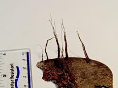 Xylaria ianthinovelutina