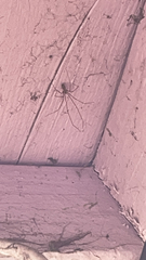 Pholcus phalangioides