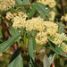 Pomaderris argyrophylla - Photo (c) Reiner Richter, algunos derechos reservados (CC BY-NC-SA), subido por Reiner Richter