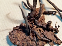 Xylaria ianthinovelutina