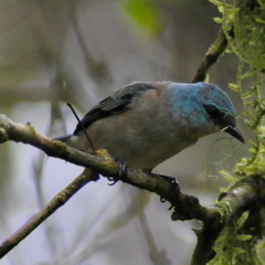 Dacnis nigripes