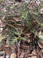 Salsola tragus