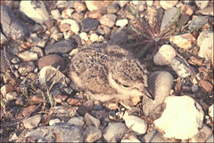 Charadrius hiaticula