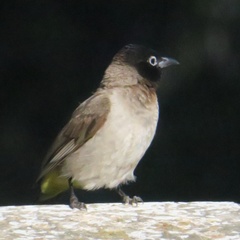 Pycnonotus xanthopygos