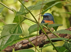 Cyornis rubeculoides