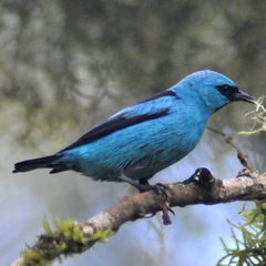 Dacnis nigripes