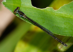 Agriocnemis rubricauda