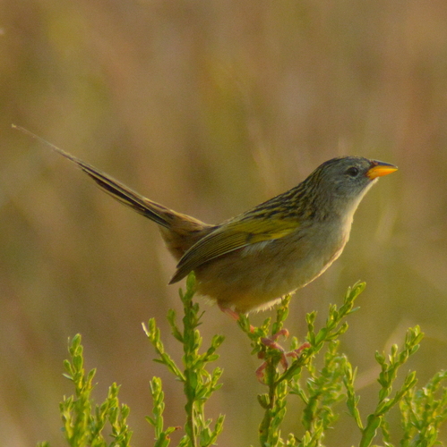 Lesser Grass Finch (Emberizoides ypiranganus), photo 6