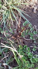 Grammostola
