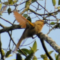 Orchesticus abeillei