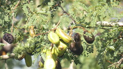 Libidibia paraguariensis