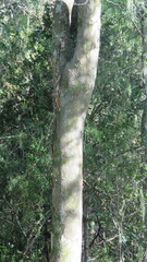 Libidibia paraguariensis