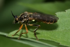 Dioctria rufipes