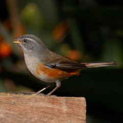 Microspingus cabanisi