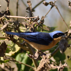 Pipraeidea melanonota