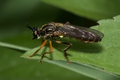 Dioctria rufipes