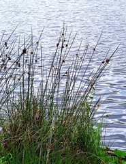 Juncus inflexus