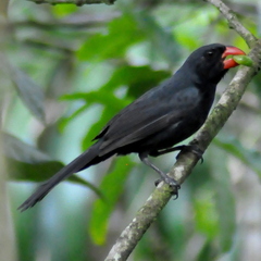 Saltator fuliginosus
