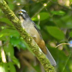 Saltator maxillosus