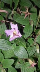 Arthrostemma ciliatum