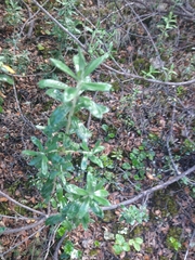 Chiliotrichum diffusum